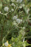 Southern rattlesnake master